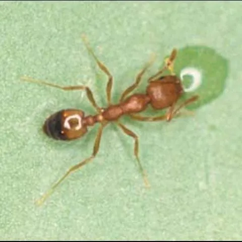 thumbnail for publication: Pharaoh Ant, Monomorium pharaonis (Linnaeus) (Insecta: Hymenoptera: Formicidae)